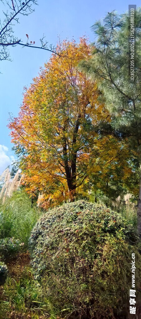秋日多彩树林景观