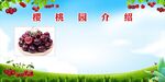 樱桃果园介绍图