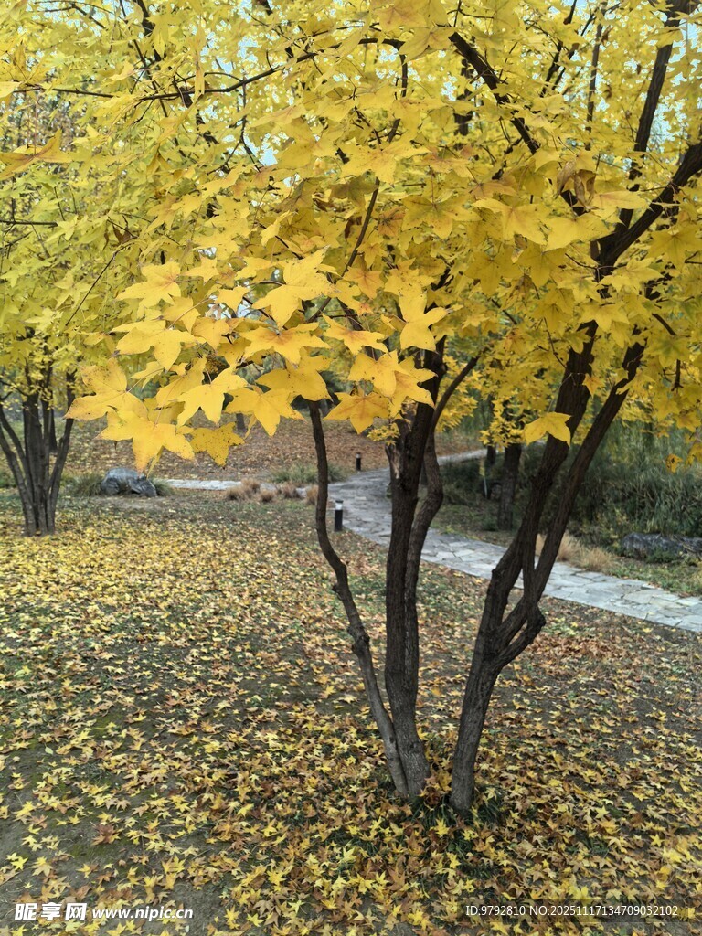秋日银杏林黄叶铺满地