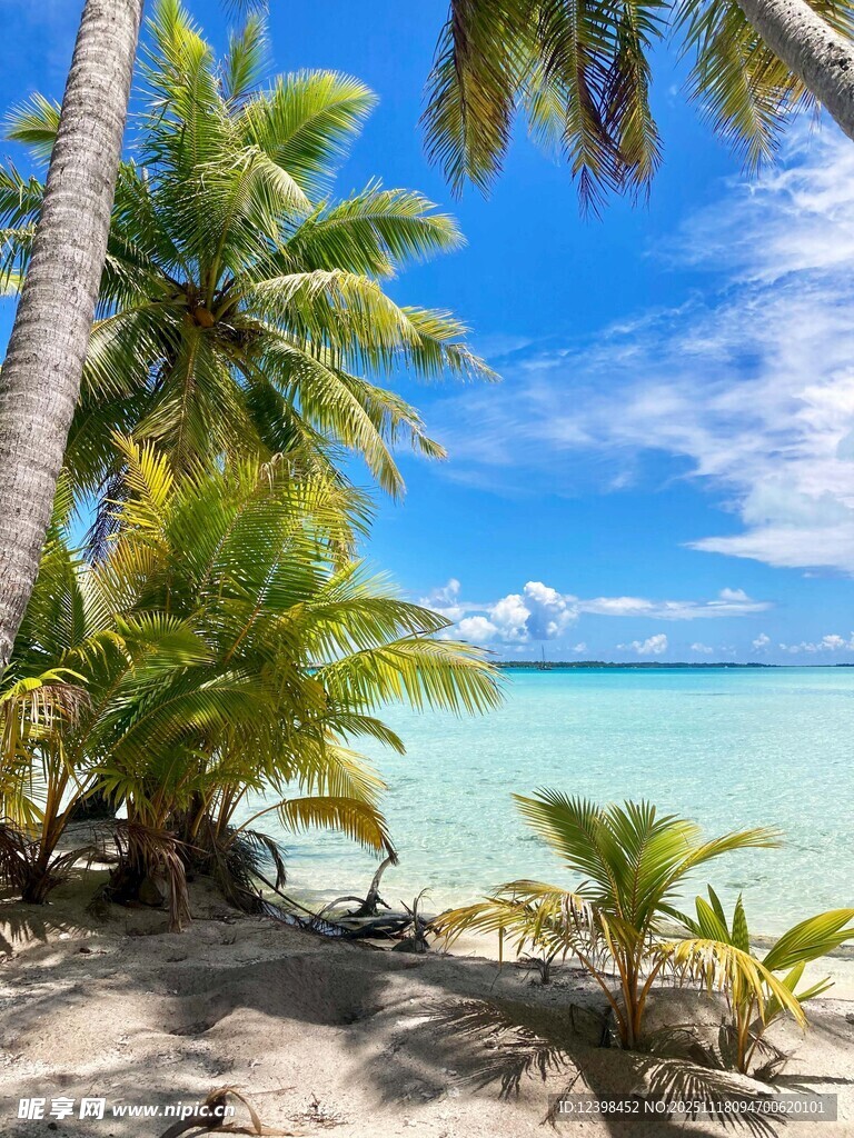 热带海滩椰树美景