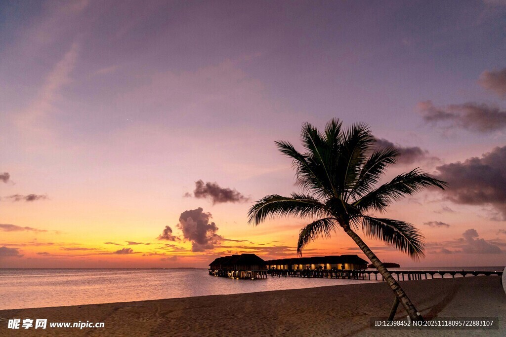 海边日落时的孤独椰子树