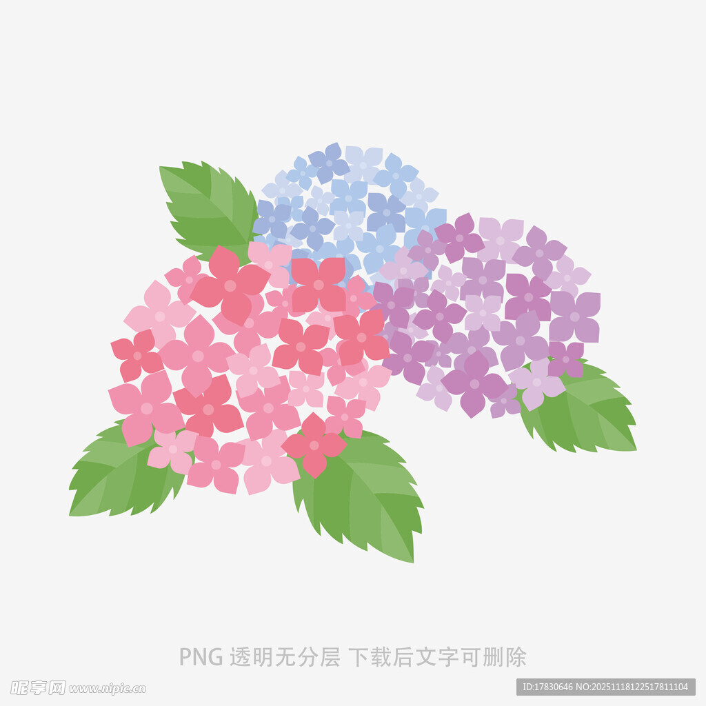 多彩绣球花插画