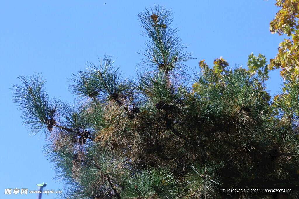 松树松枝 