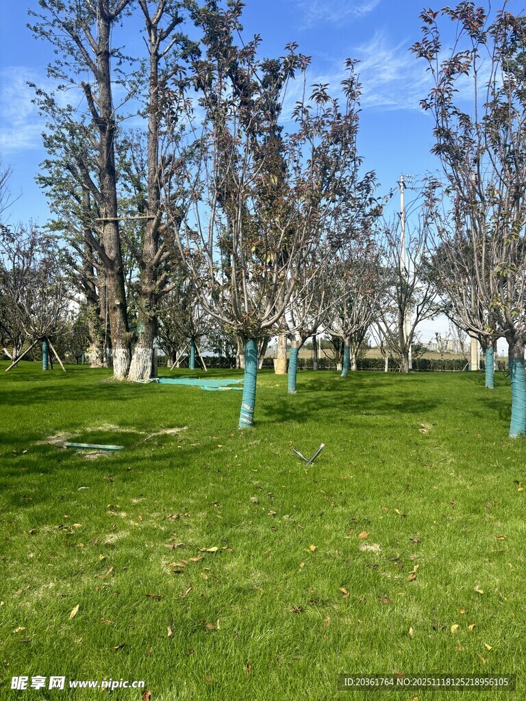 春日草地旁的树木景观