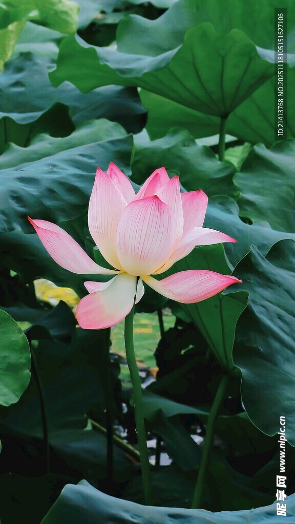 盛开的粉色荷花