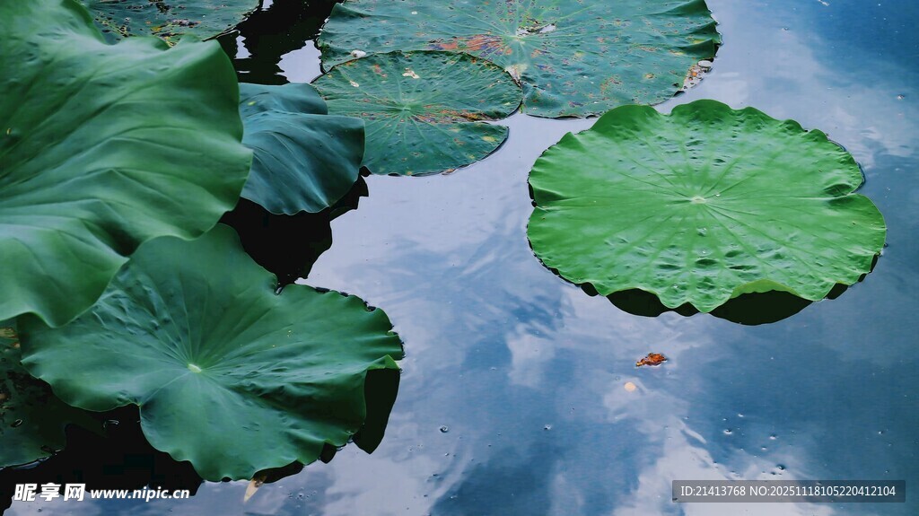 水面上的翠绿荷叶