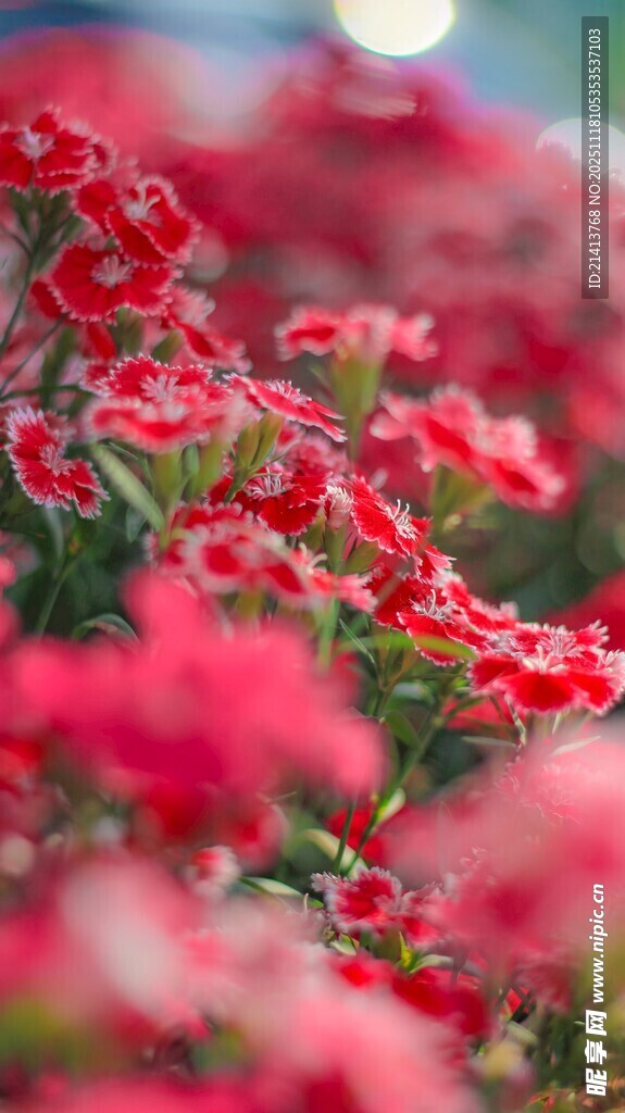 娇艳绽放的红色花卉