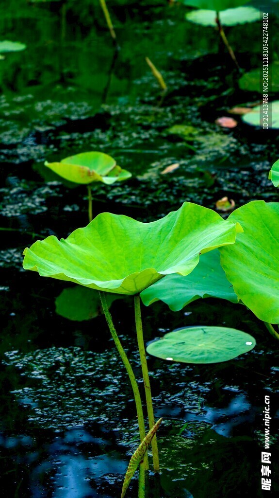 池塘中的翠绿荷叶