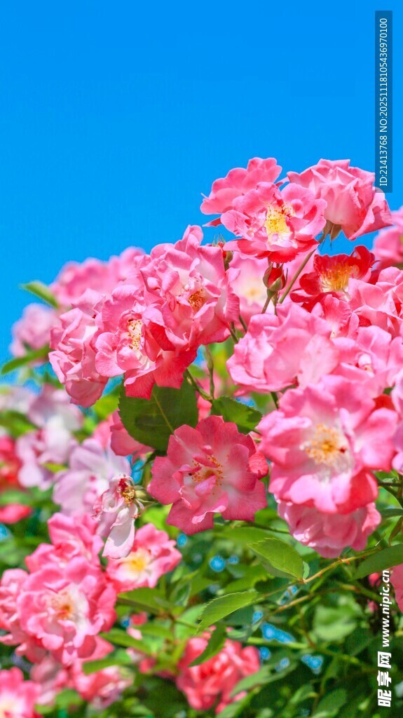 娇艳粉花绽于蓝天之下