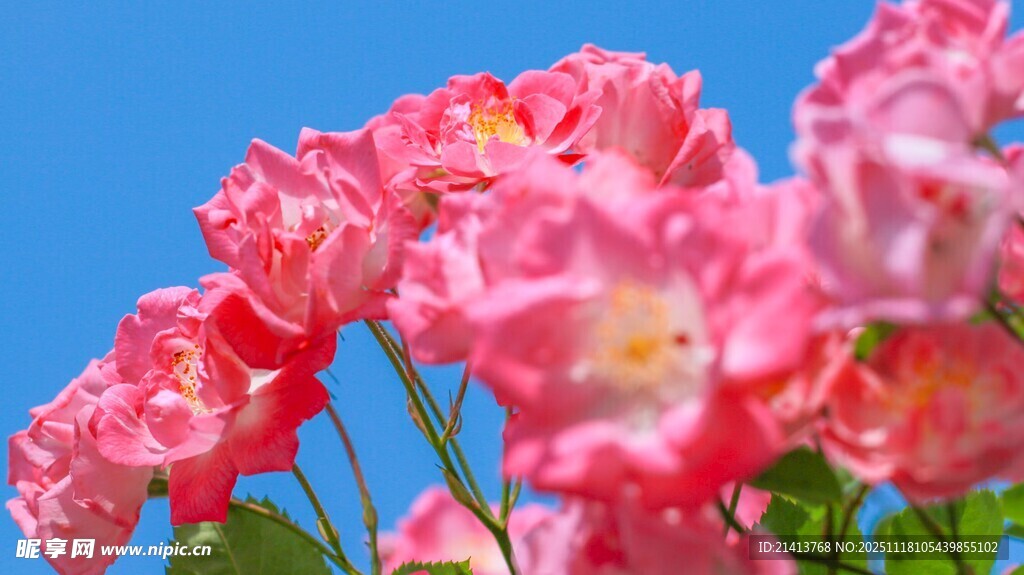 娇艳盛开的粉色月季花