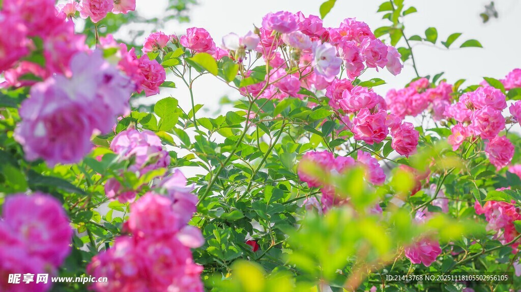 繁花盛开的绚烂景象