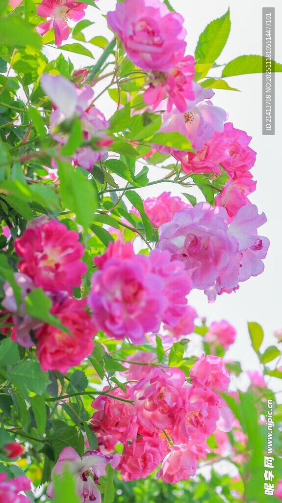 繁花盛开的绚烂花卉景象