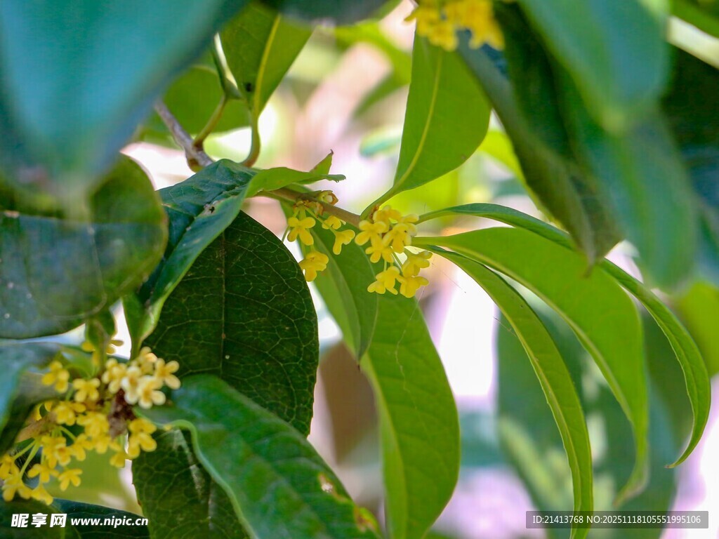 绿叶间绽放的黄色小花