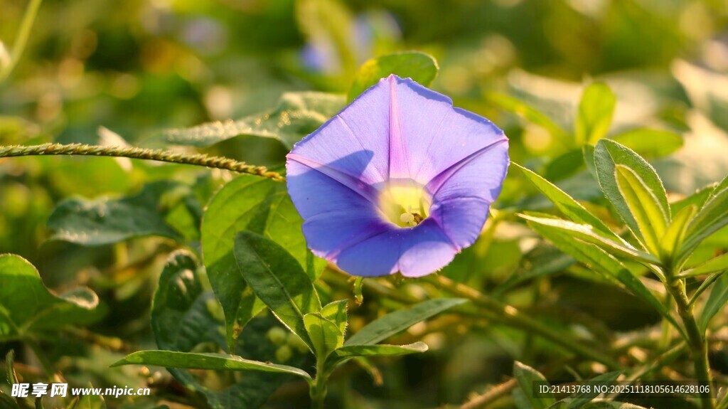 蓝紫色牵牛花绽放