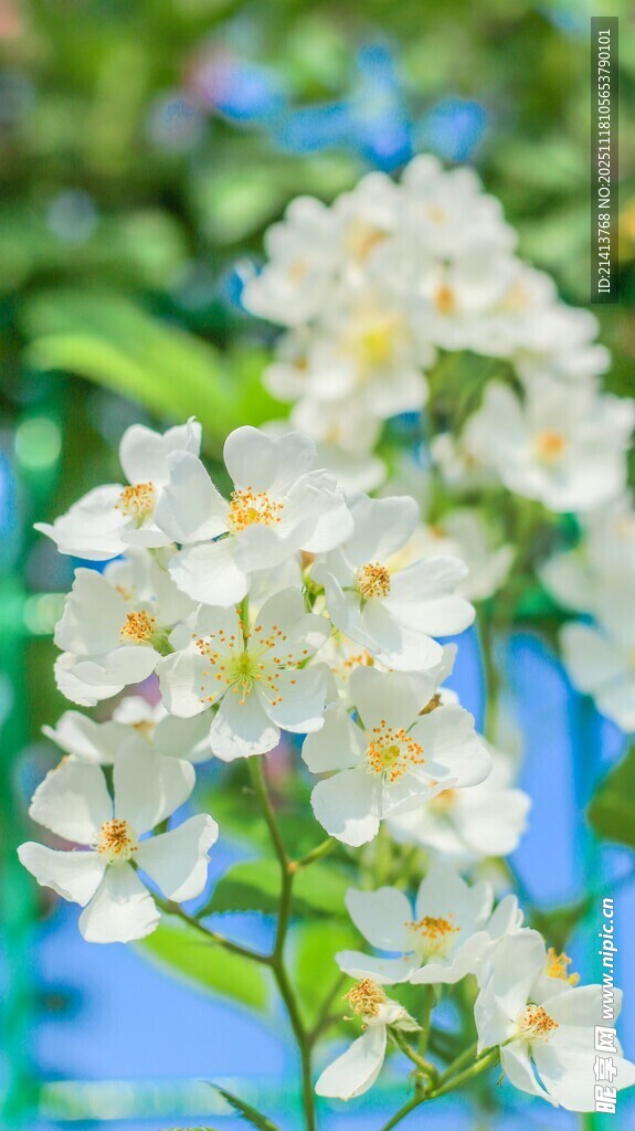 洁白繁花绽放枝头