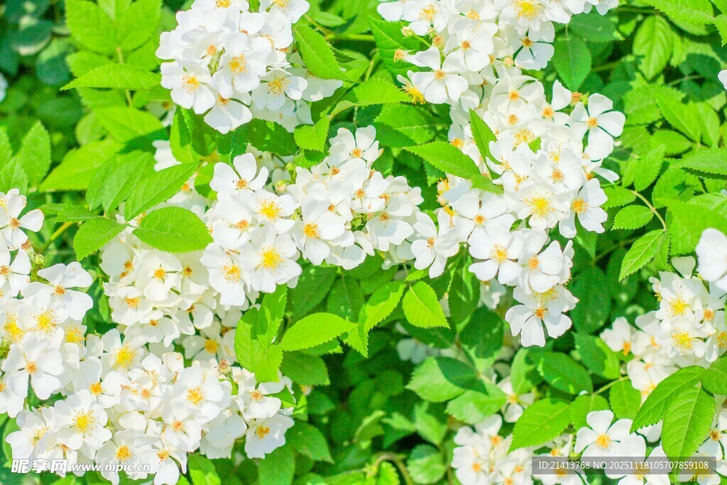 白色繁花绽放绿叶间