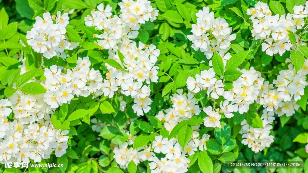 白色繁花绽放绿叶间