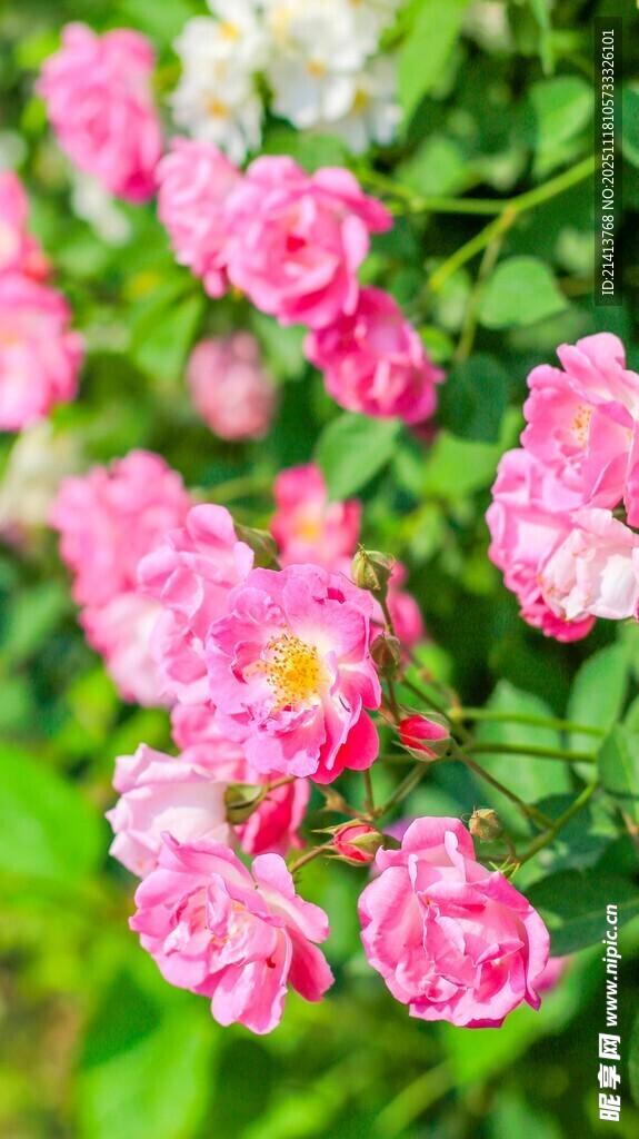 娇艳盛放的粉色蔷薇花
