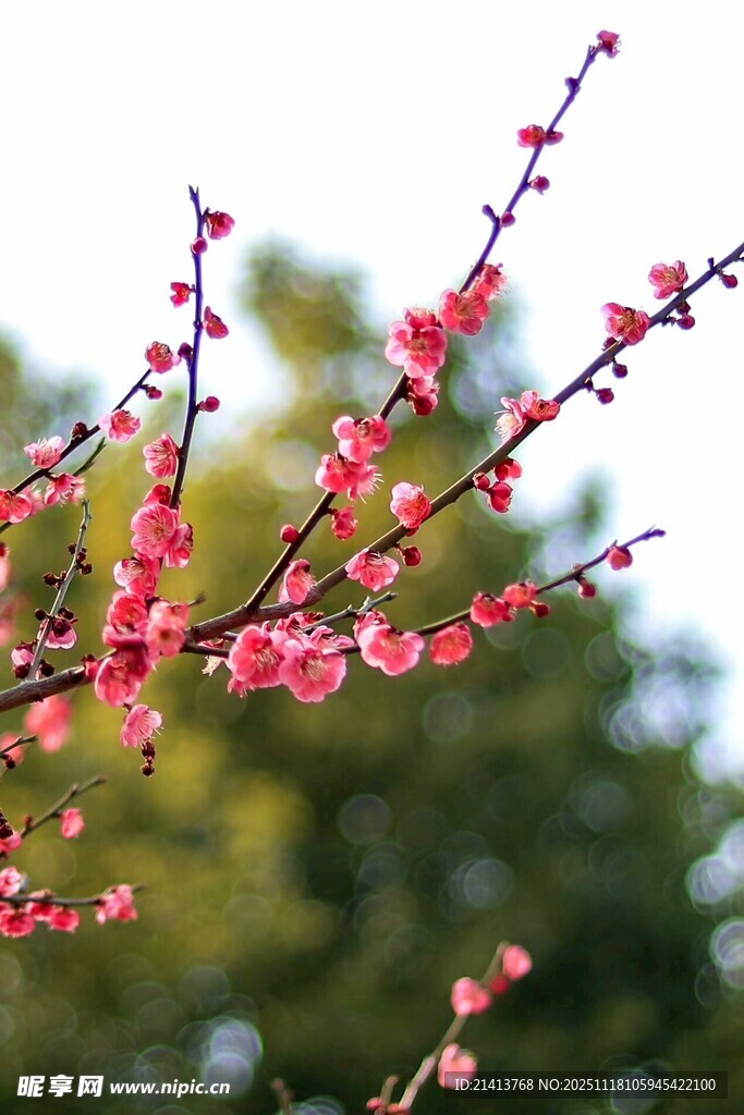 枝头绽放的艳丽红梅