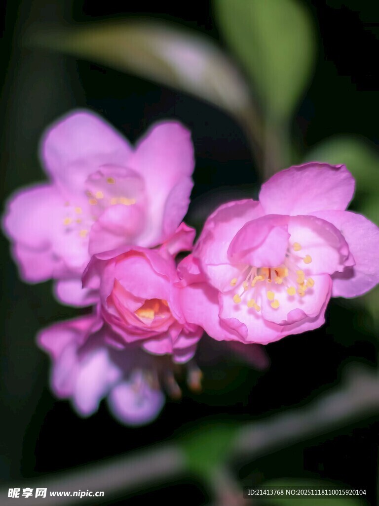 娇艳粉色花朵绽放