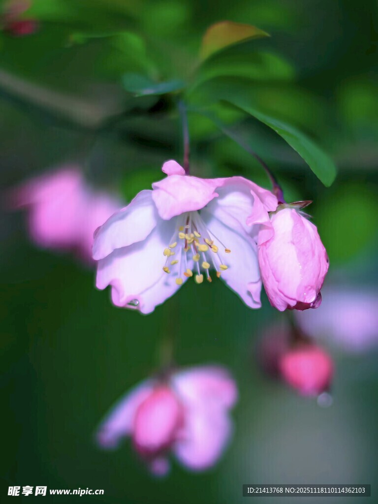 娇艳粉色花朵绽放枝头