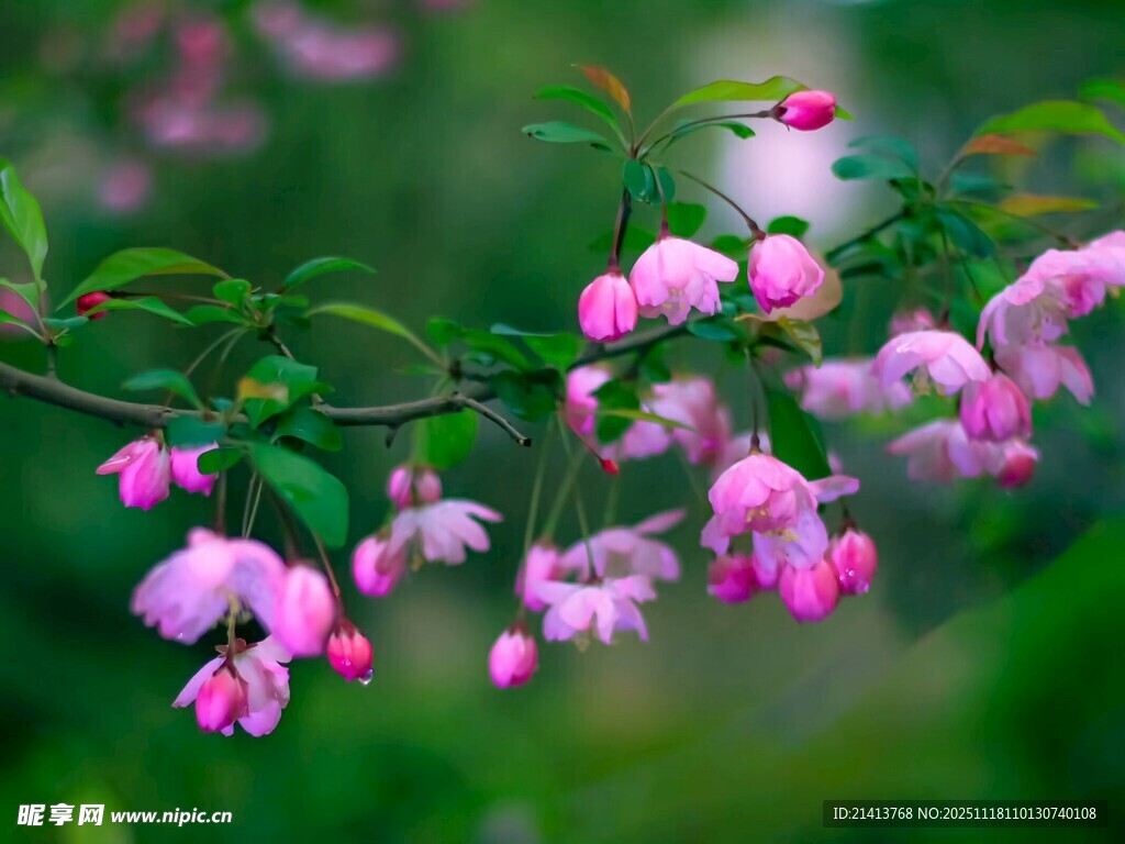 粉色垂枝花朵清新自然美
