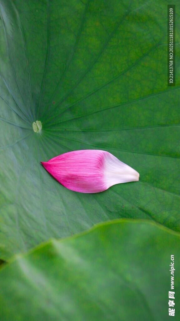 荷叶上的粉白花瓣