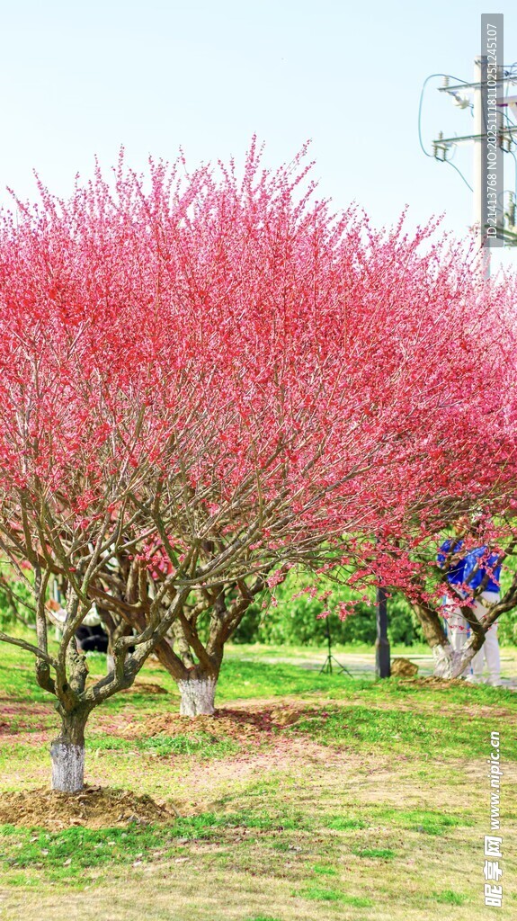 春日盛开的艳丽桃花树
