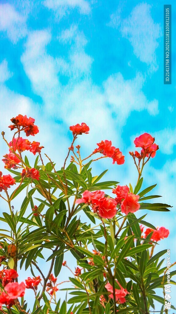 蓝天映衬下的艳丽红花