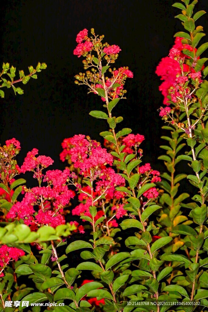 艳丽绽放的红色花卉