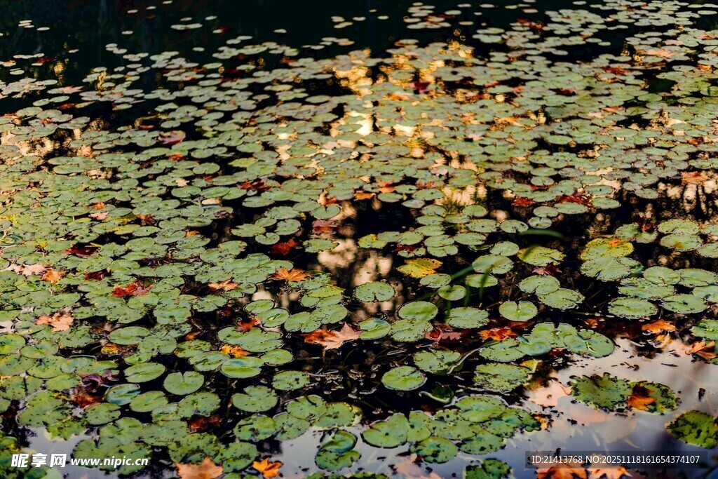 池塘中的睡莲与荷叶