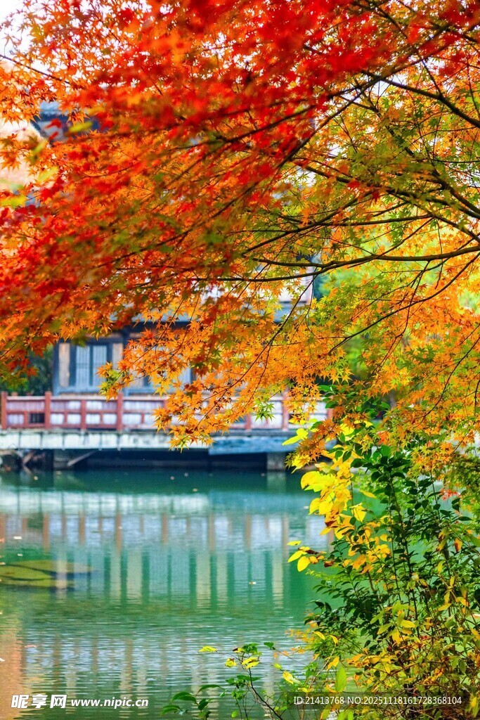 秋日湖畔绚烂红叶美景