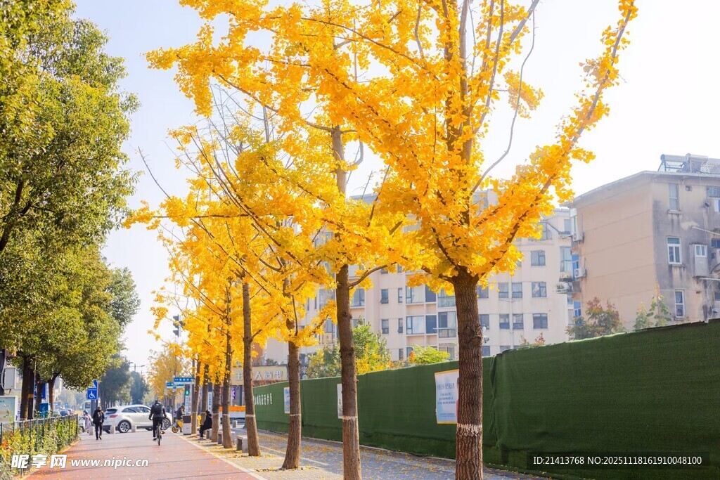 秋日街道的金黄银杏树