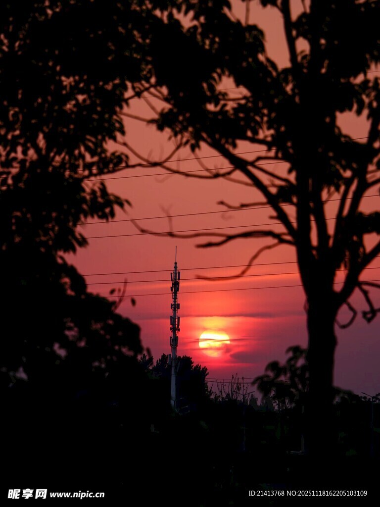 夕阳下的树木剪影