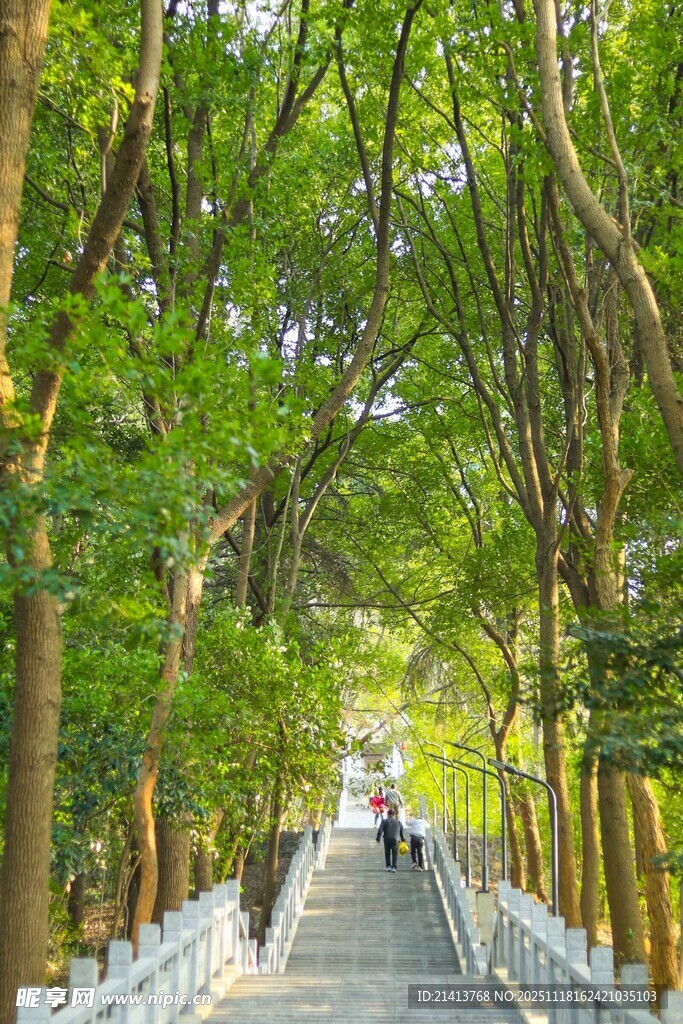 林间漫步道绿意盎然景