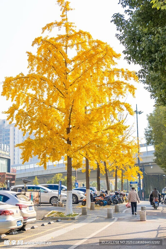 城市街道旁的金黄银杏树