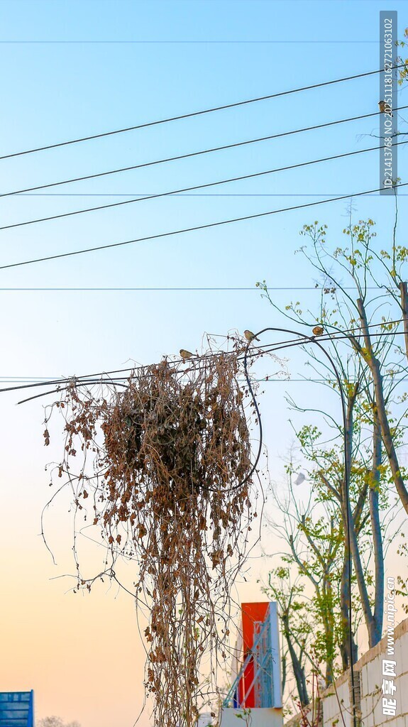 电线上的鸟巢