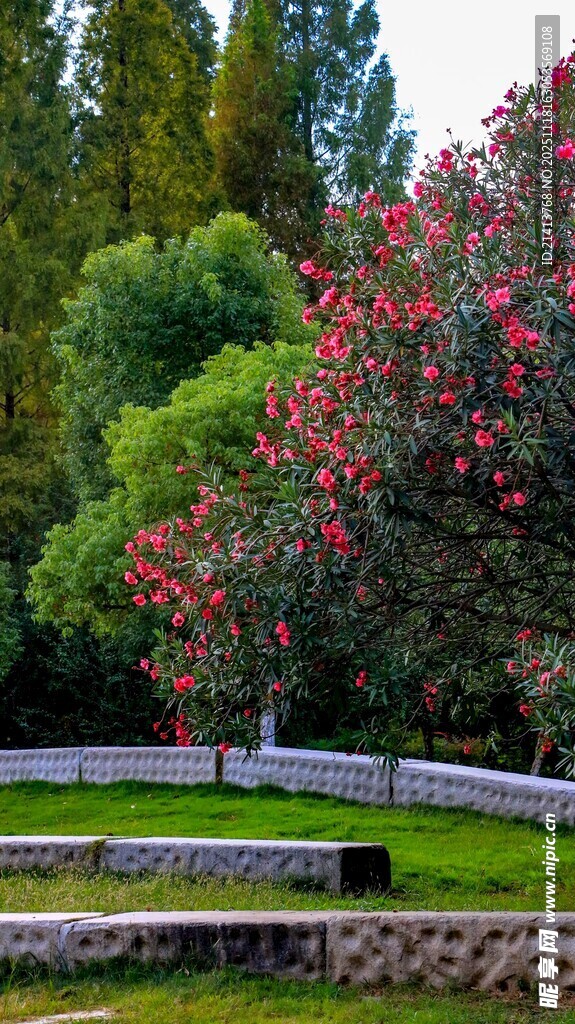 春日繁花盛开的园林景观