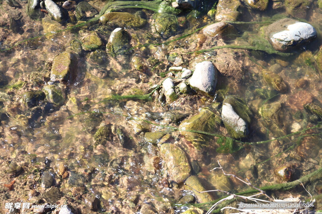 海滩上的贝壳与海藻