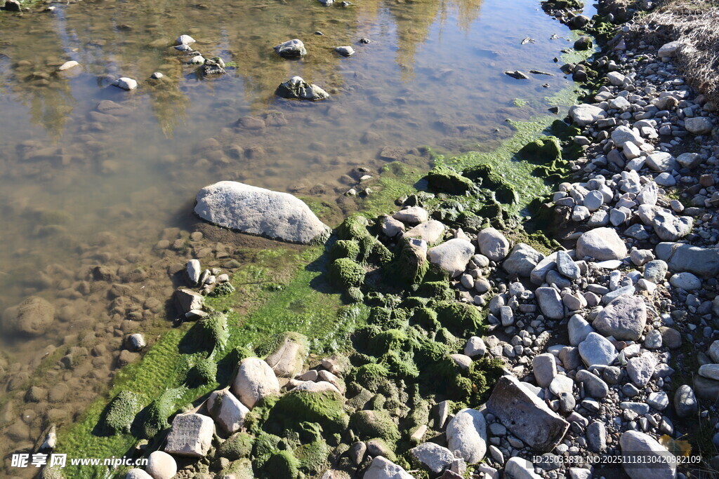 岸边水域布满石块与绿藻