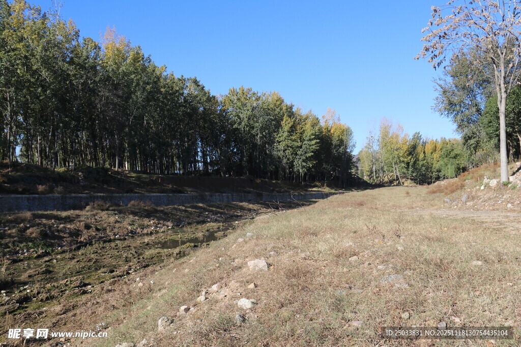 秋日郊野树林景观