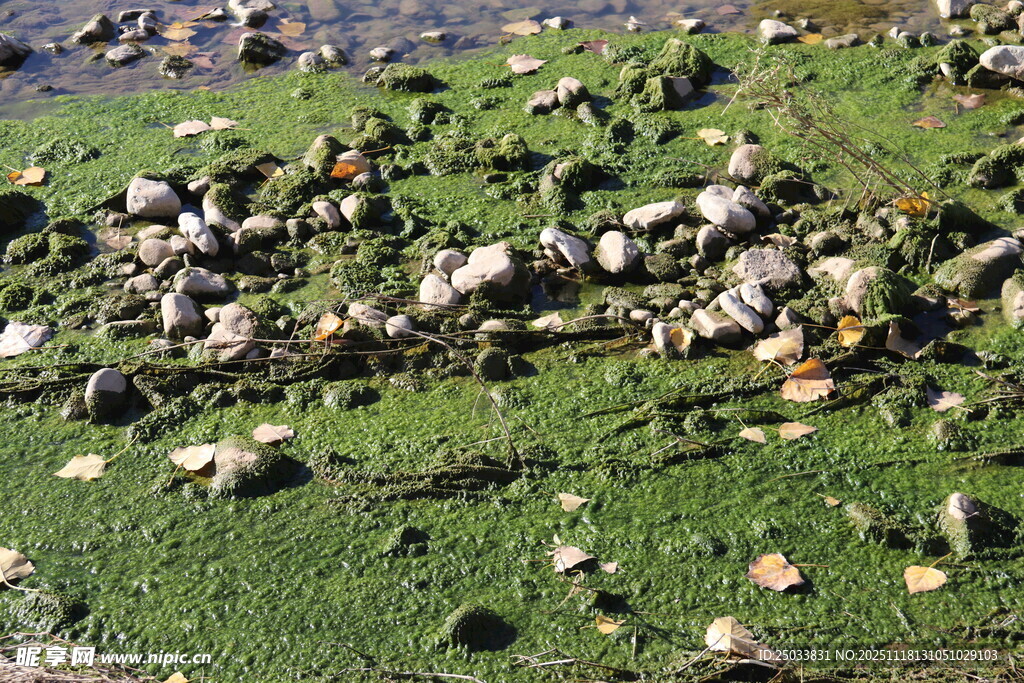 草地间的散落石块