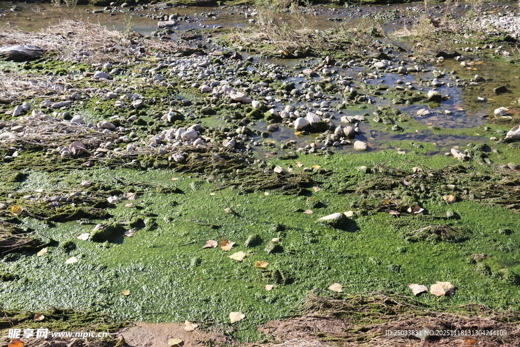 湿地中的水生植物与石块