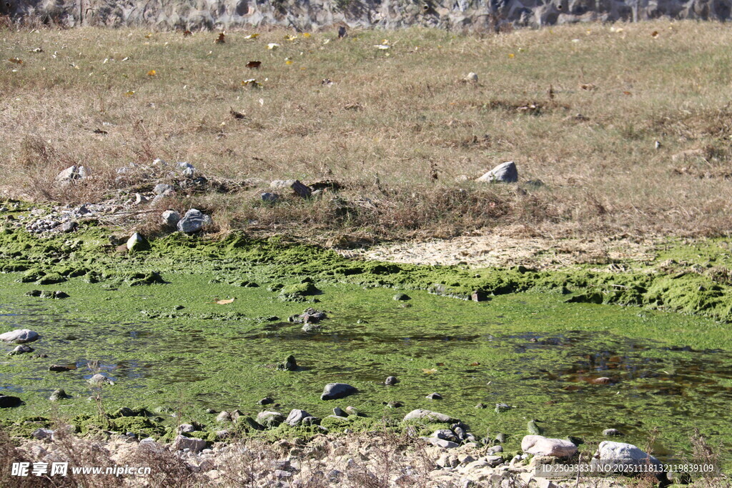 荒野中的绿色水塘