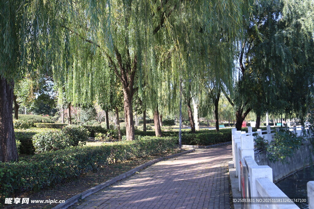 河畔垂柳成荫的静谧小道