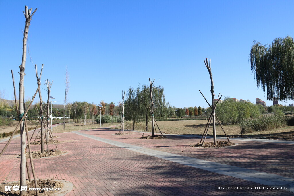 空旷公园的树木与步道