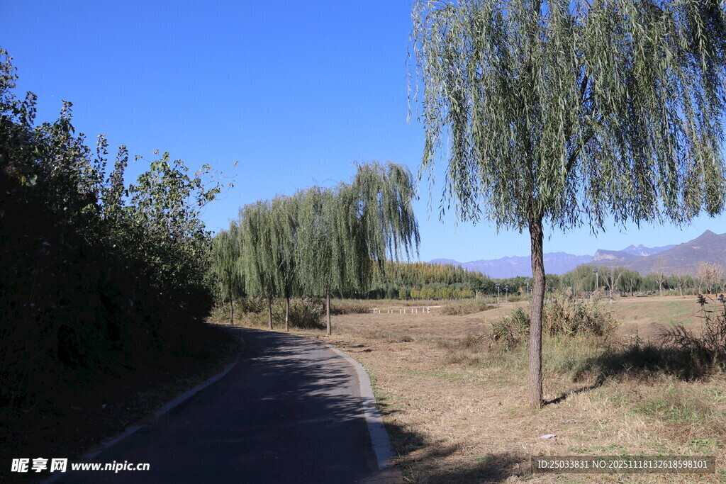 乡间小路旁垂柳随风摇曳