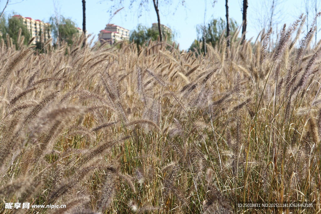 秋日田野里的金黄狗尾草