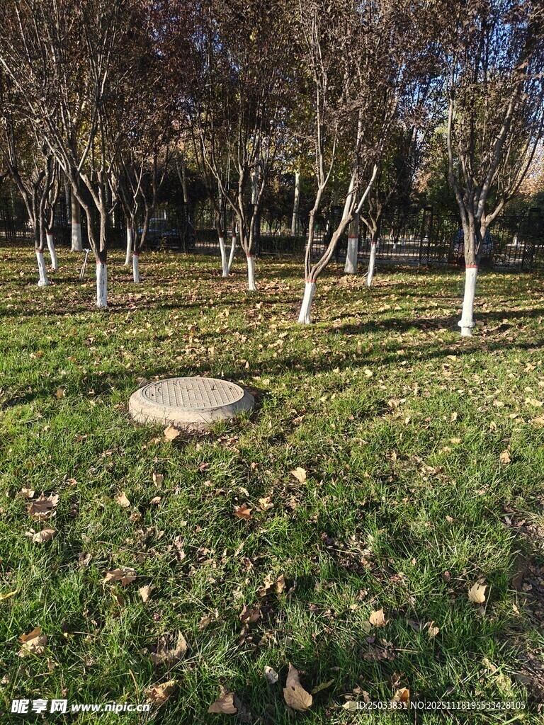 秋日林间草地静谧景象