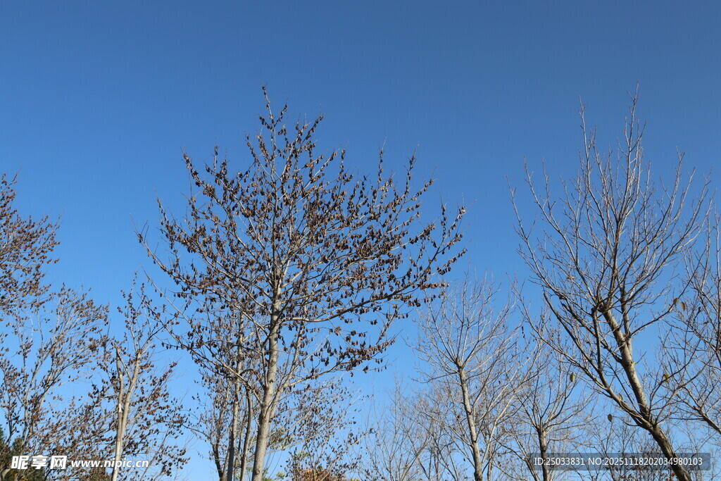 冬日蓝天枯树景象